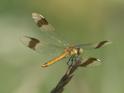 Sympetrum pedemontanum female-odo-nutters-2.jpg